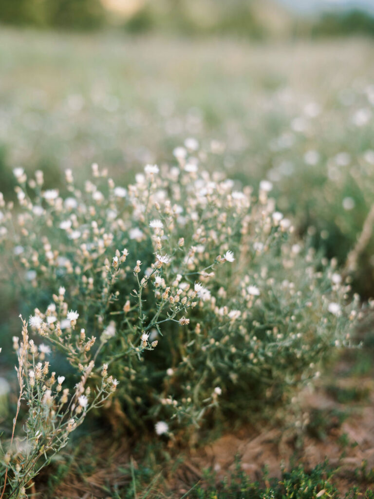 Mount Falcon Park Engagement Photos, Mount Falcon Park Engagement Session, Colorado Engagement Photographer, Jordan Gresham Photography